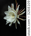 White Flower, white blossom, night-blooming cereu 3268109
