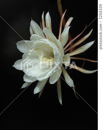 White Flower, white blossom, night-blooming cereu 3268109