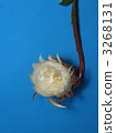 White Flower, white blossom, night-blooming cereu 3268131
