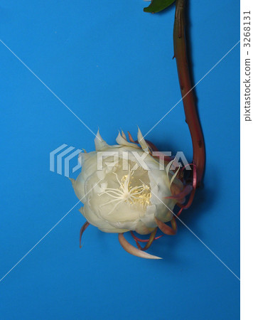 白色鮮花 白色花瓣 白花 3268131