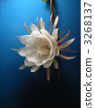 White Flower, white blossom, night-blooming cereu 3268137