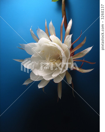 白色鮮花 白色花瓣 白花 3268137