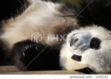 動物 熊貓 陸生動物 3268162