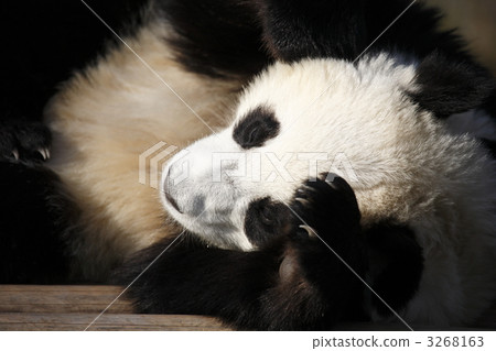 陸生動物 熊貓 動物 3268163