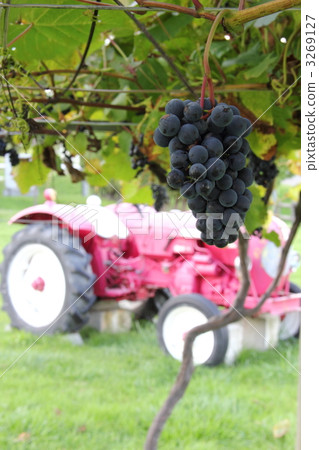 vertical image, black grape, vineyard 3269127