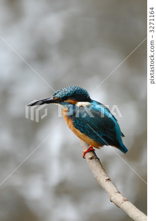 Kingfishes of the perch 3271164