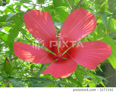 crimson, excellent, stunning 3271592