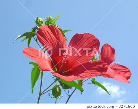 九月 雞冠紅 萬里無雲 3271600