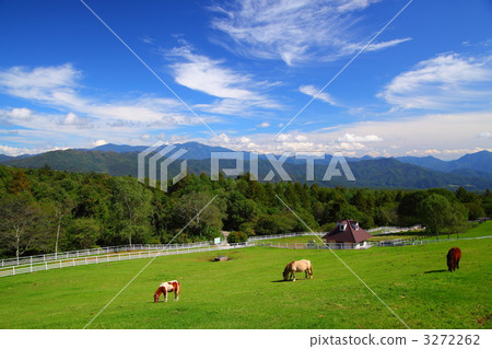 Horses of the plateau 3272262
