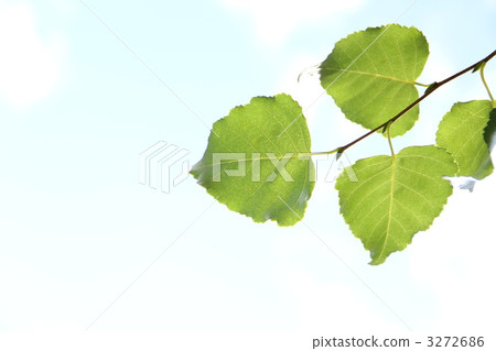Leaves of blue sky Leaves of blue sky 3272686