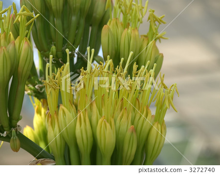 Agave Agave 3272740