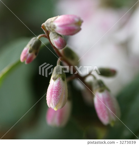 Sarasa Tutsugi Sarasa Tutsugi 3273039