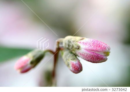 Sarasa Tutsugi Sarasa Tutsugi 3273042