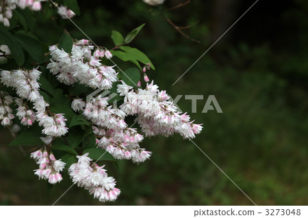 Sarasa Tutsugi Sarasa Tutsugi 3273048