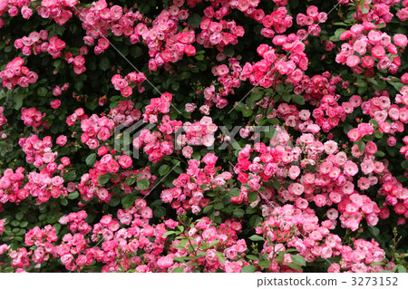 安吉拉 安吉拉 3273152