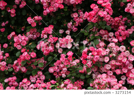 安吉拉 安吉拉 3273154