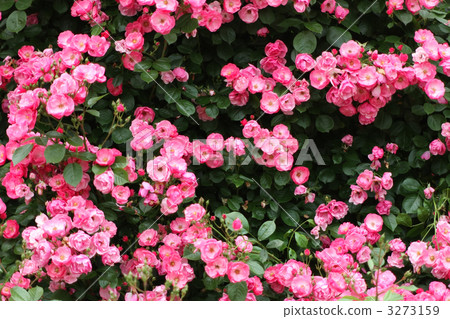 安吉拉 安吉拉 3273159