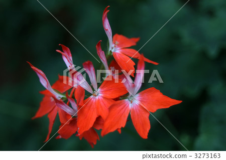 天竺葵·火傳真 3273163