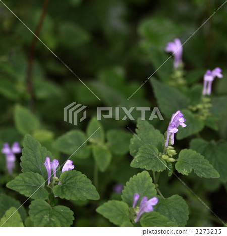 黃芩 黃芩 3273235