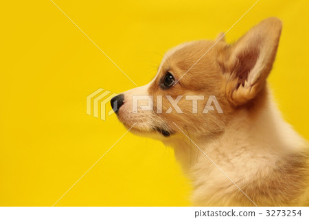 pembroke, puppy, small dog 3273254