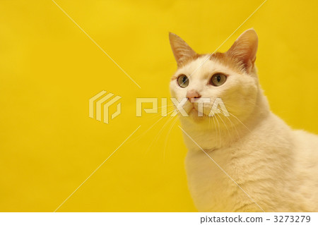 上半身 日本貓 室內 3273279