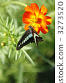 Butterfly and Cosmos 3273520
