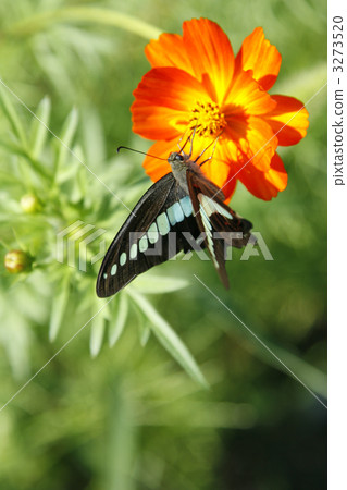 Butterfly and Cosmos 3273520