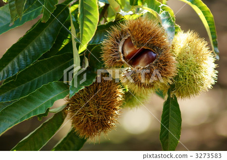 我可以玩栗子果實。 3273583