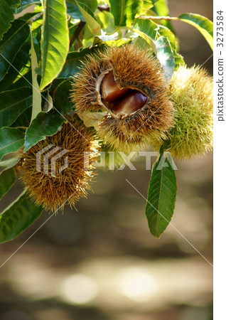 我可以玩栗子果實。 3273584