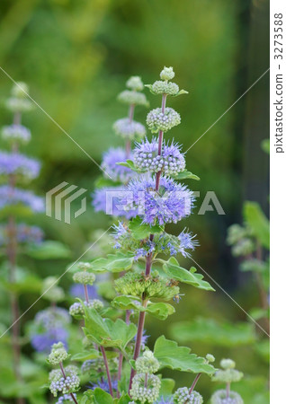 Small flowers of Omikuro 3273588