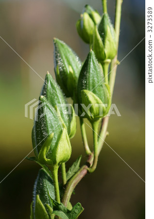 It is similar to the fruit okra of yellow-boiled Trogroa oi. 3273589