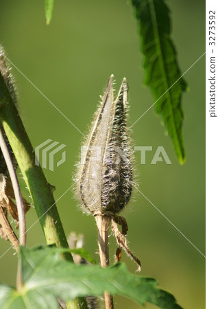 蜻蜓特洛伊的果實成熟。 3273592