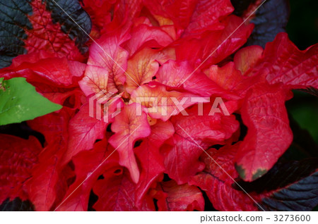 桿頭很棒。 3273600