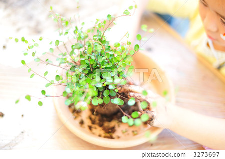 Moss making ball Moss making ball 3273697