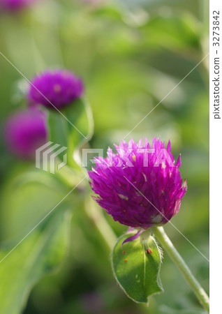 summer flower, multiple, globe amaranth 3273842