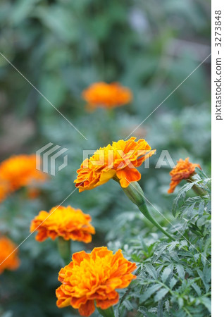 活力 快樂 明亮 3273848