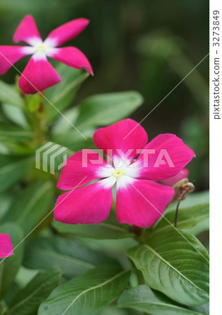 pitiful, brilliant, vivid 3273849