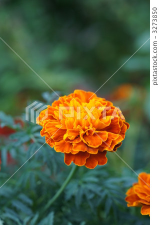 活力 快樂 明亮 3273850