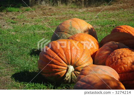 Giant Pumpkin Harvest Giant Pumpkin 3274214
