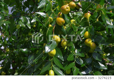 棗natsume的果實 3274223