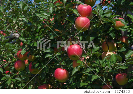 Fruit of apple Apple tree and fruit Fruit of apple Apple tree and fruit 3274233