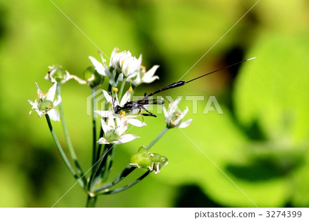 魚公雞的女性吮吸蜂蜜 3274399