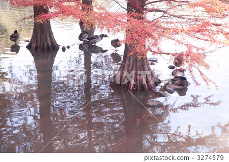 Rakuchoshu和野鴨 3274579