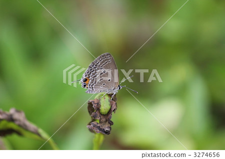 沙依蝴蝶 蝴蝶 蟲子 3274656