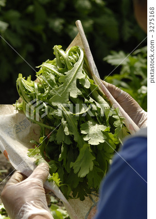 茼蒿 春菊 蔬菜 3275168