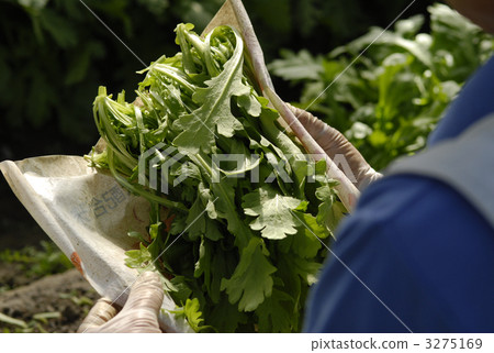 garland chrysanthemum, shungiku, vegetables 3275169