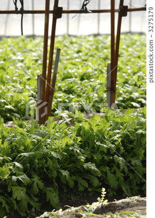 茼蒿 春菊 蔬菜 3275179