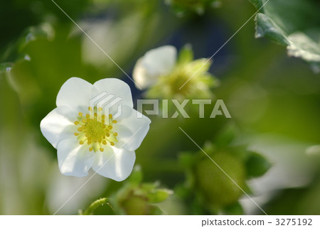 花朵 花 花卉 3275192