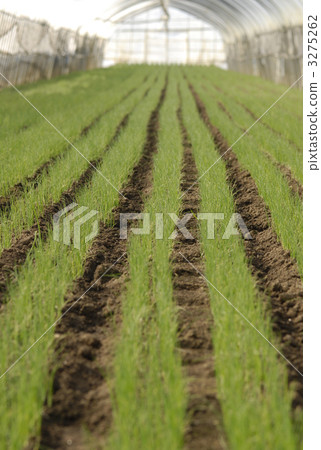 welsh onion, domestic produce, white spring onion 3275262