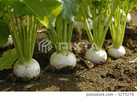 radish, beet, turnip 3275278